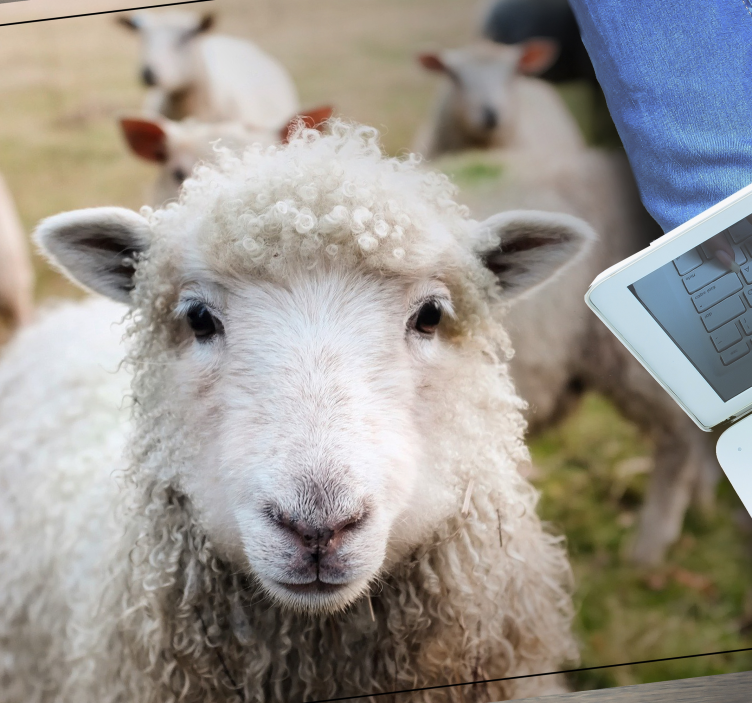 ζώα πρόβατα ζωική κουβέρτα διακόσμηση - TenStickers