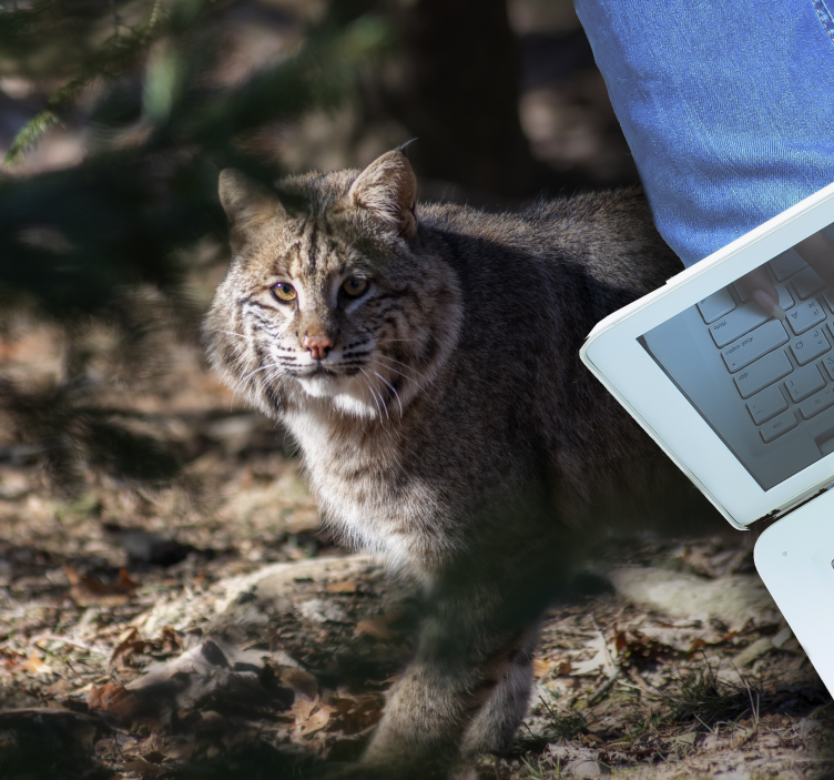 χαλί βινυλίου ζώων άγριας γάτας - TenStickers