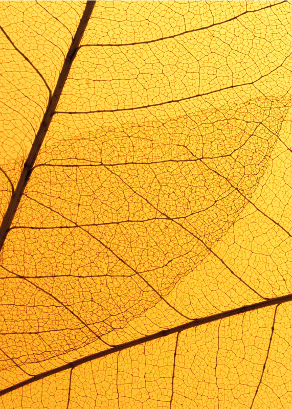 kίτρινο χαλ σχέδιο βοτανικών φύλλων - TenStickers