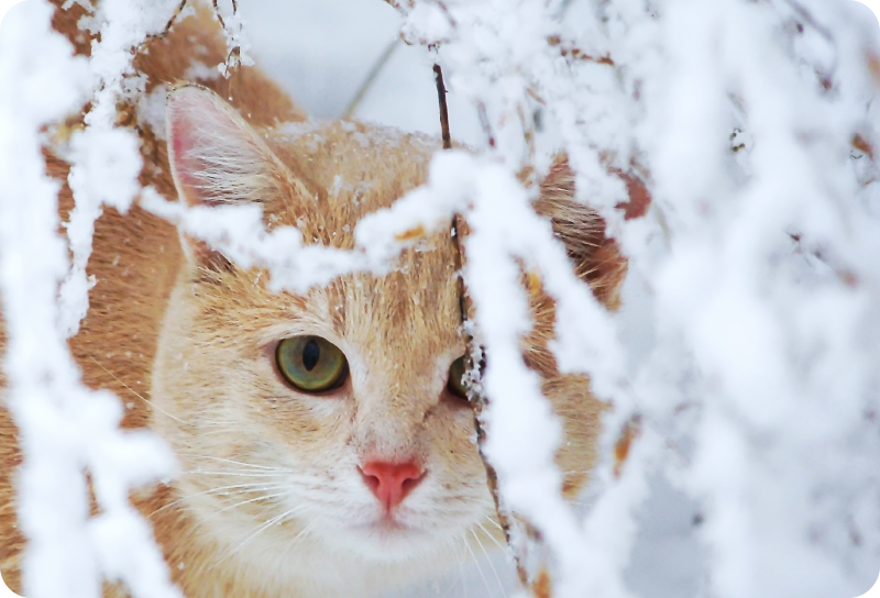 Χαλί με εκτύπωση ζώου γάτα με σταλακτίτη - TenStickers