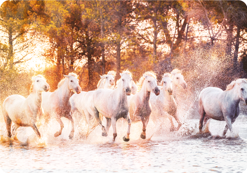 Xαλί με εκτύπωση ζώου άγριων αλόγων στο ηλιοβασίλεμα - TenStickers