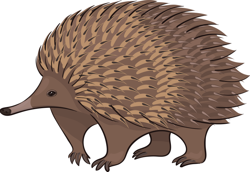 Χαλί με εκτύπωση ζώου Φιλικός σκαντζόχοιρος - TenStickers