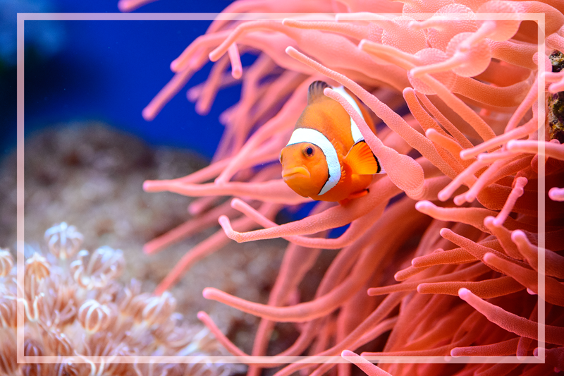 χαλί βινυλίου ζώων κλόουν - TenStickers