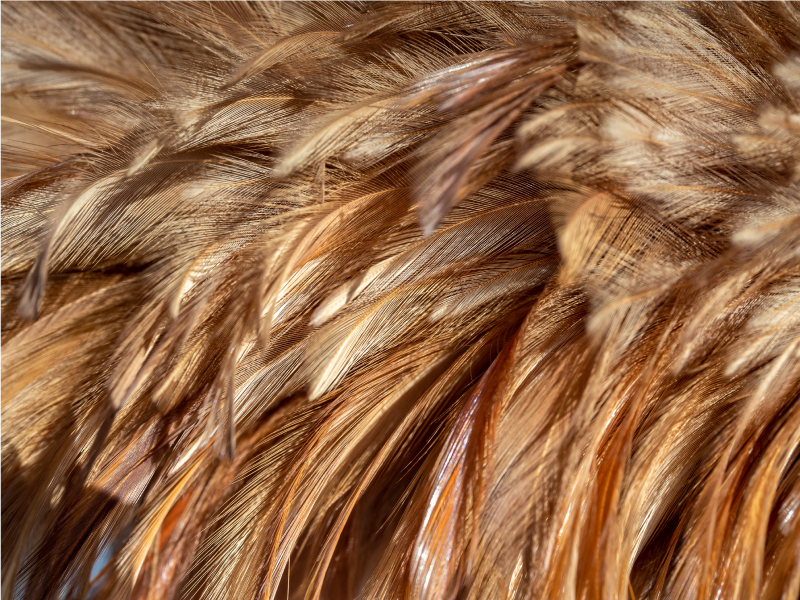 χνουδωτά φτερά από ουρά φτερά από ζωικό χαρτί - TenStickers