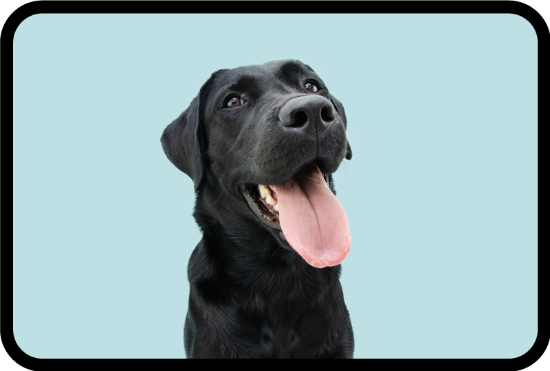 χαμογελαστό σκυλί χαριτωμένο χαλί ζώων - TenStickers