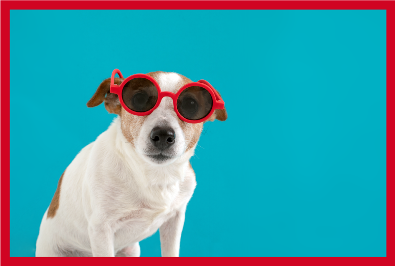 γυαλιά ηλίου σκύλου κουβέρτα ζώων - TenStickers