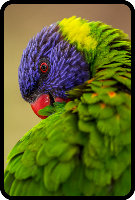 χαλί παπαγάλου ουράνιου τόξου - TenStickers