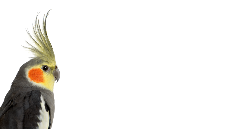 χαλί παπαγάλου κοκατόπουλου - TenStickers