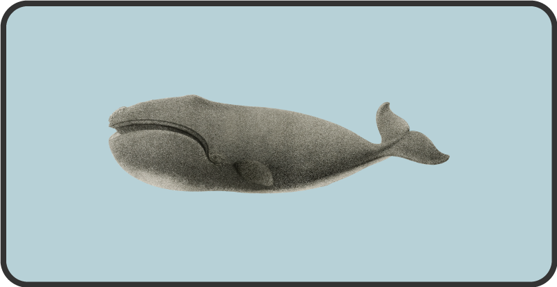 παλιό χαλί βινυλίου ζώων φάλαινας - TenStickers