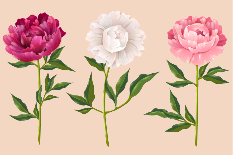 παιωνία διαφορετικά χρώματα λουλουδάτο χαλί - TenStickers