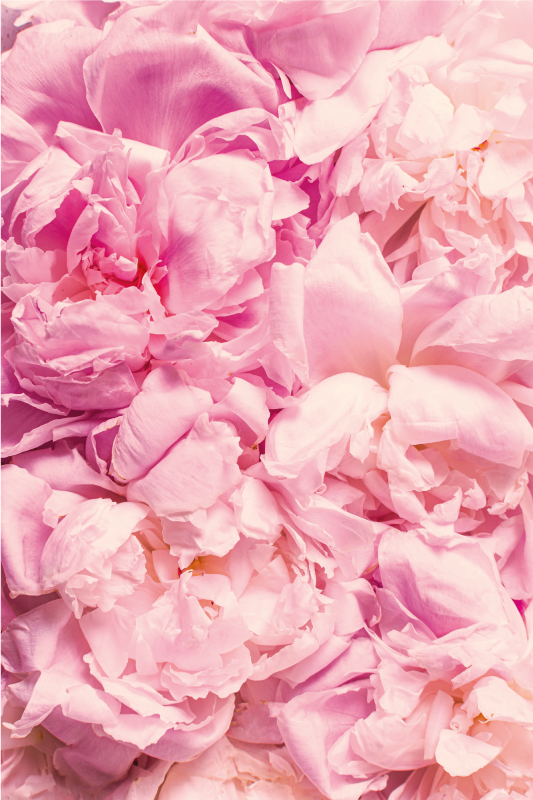 παιωνία ρεαλιστική ροζ λουλούδια χαλί λουλουδιών - TenStickers