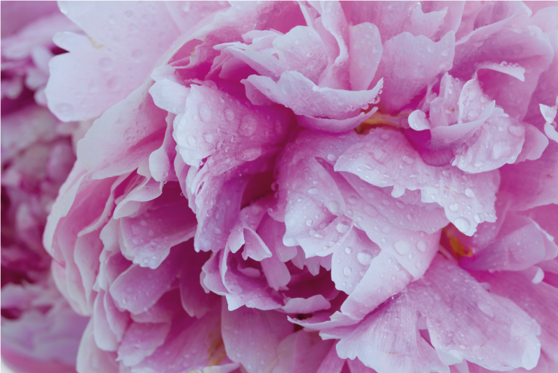 λουλουδάτο χαλί peony μοβ φόντο - TenStickers