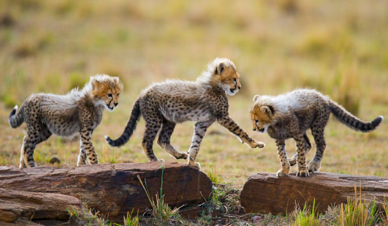 ζώο χαριτωμένο τσίτα cubs ζωικό χαλί - TenStickers