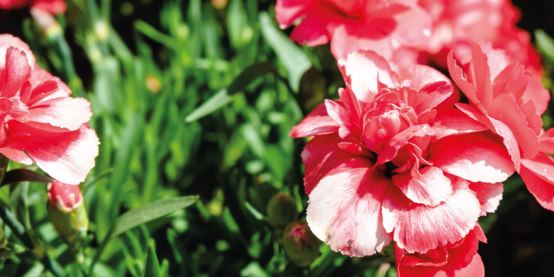 xαλί βινυλίου με λουλούδια ροζ άνθη και γρασίδι - TenStickers