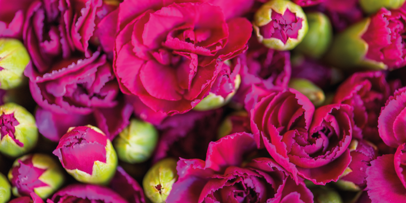 ροζ γαρύφαλλα ανθισμένα λουλούδια - TenStickers