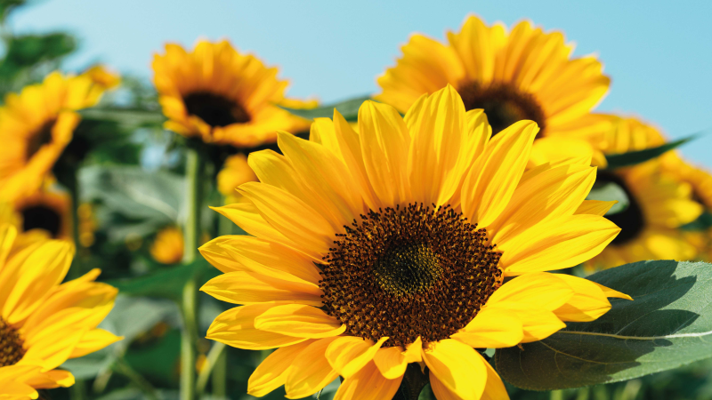 xαλί βινυλίου με λουλούδια φωτεινό σχέδιο ηλίανθου - TenStickers