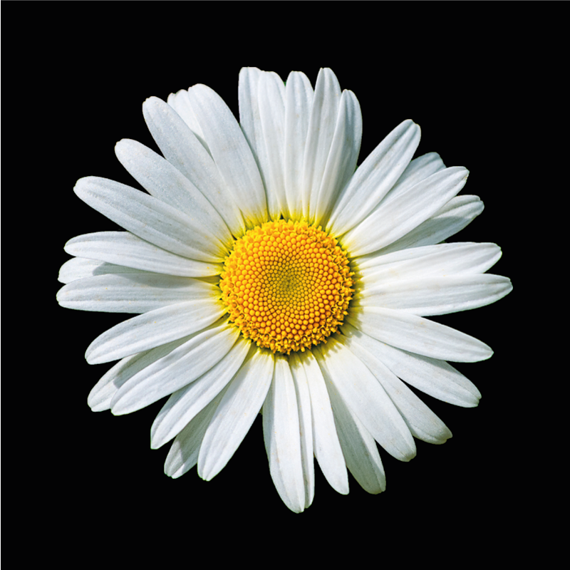 μαύρο και άσπρο μαργαρίτα λουλουδάτο χαλί - TenStickers