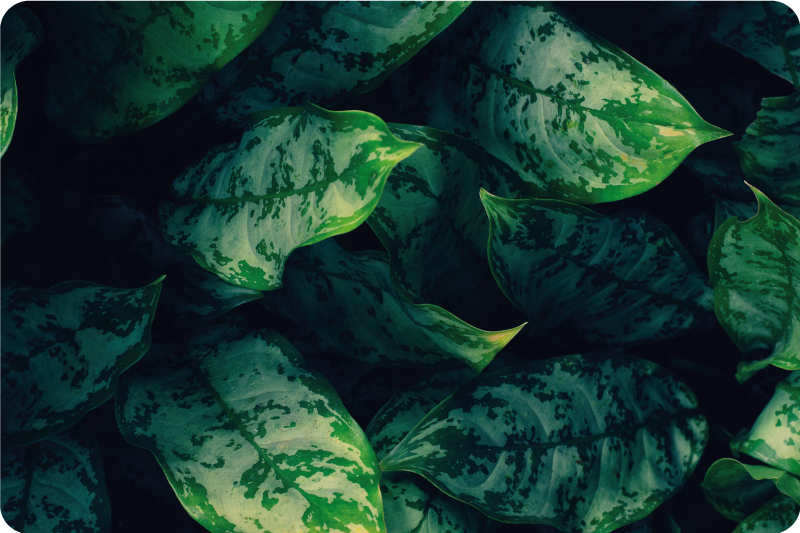 χαλί φύσης ζωηρά πράσινα φύλλα - TenStickers