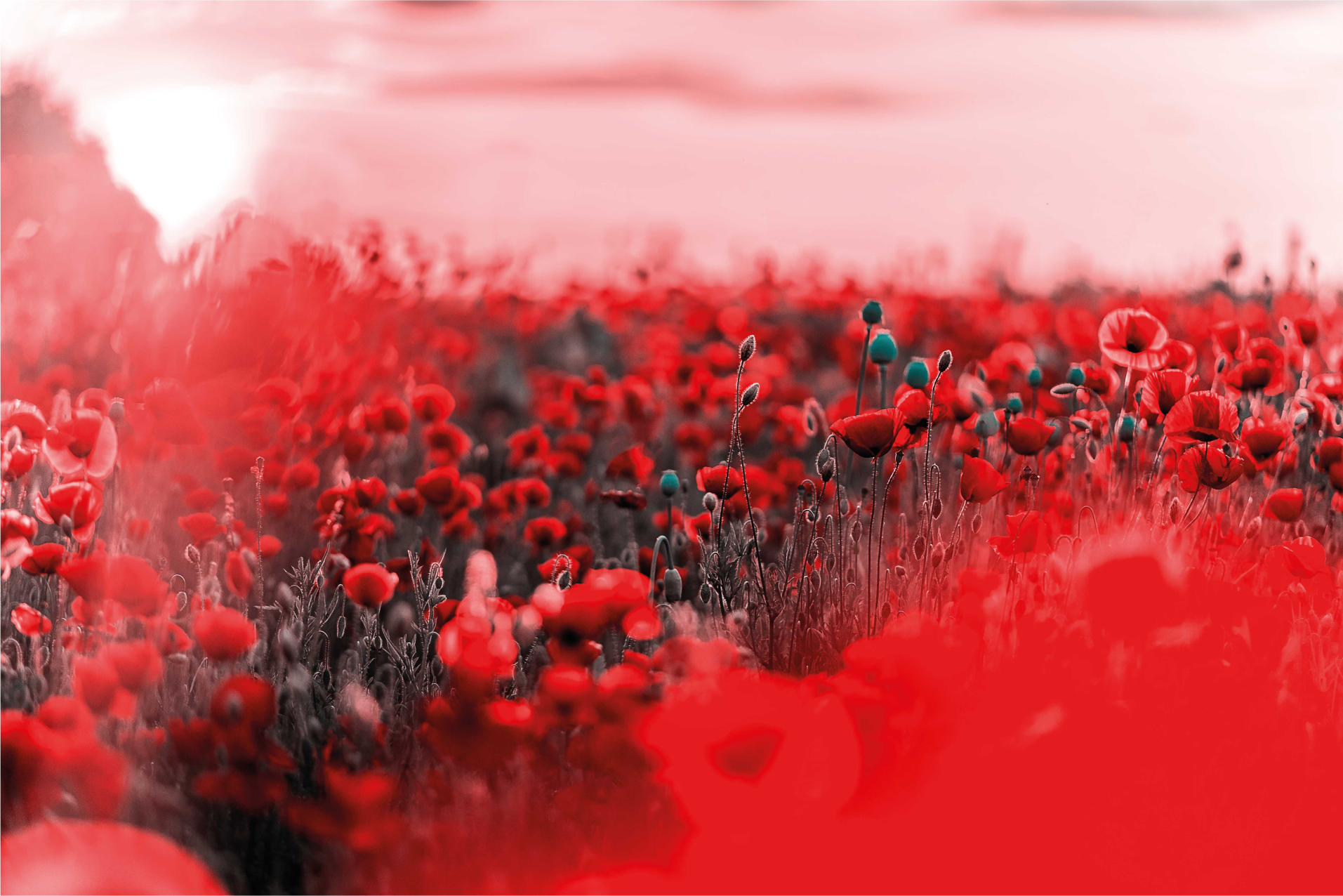 ασαφής παπαρούνα λουλουδάτο χαλί - TenStickers