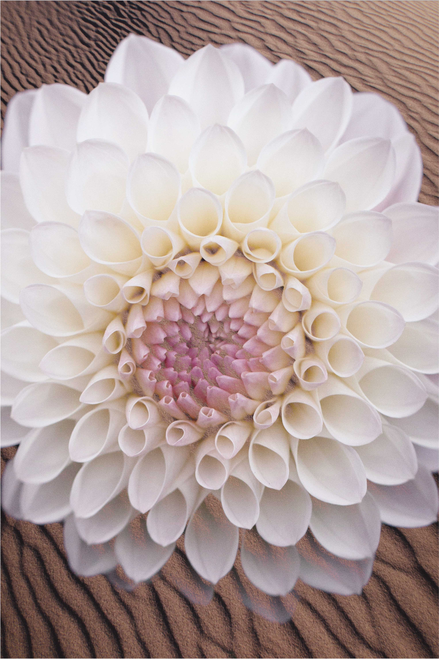 λευκά λουλούδια σε άμμο λουλουδάτο χαλί - TenStickers