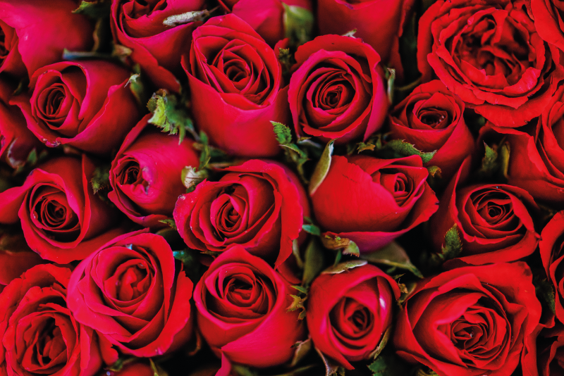 κόκκινα τριαντάφυλλα μοτίβο χαλί βινυλίου φύση - TenStickers