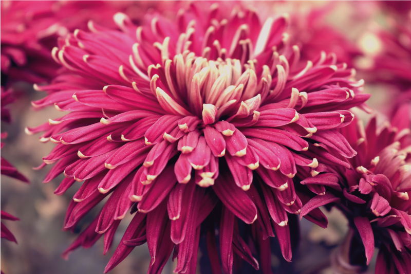 μεγάλα λουλούδια σχεδιάζουν λουλουδάτο χαλί - TenStickers