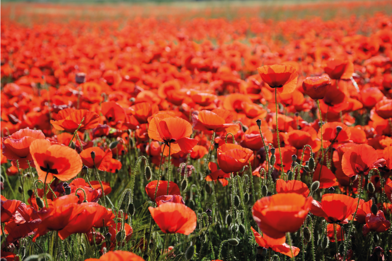 πεδίο παπαρούνας λουλούδια χαλί λουλουδιών - TenStickers