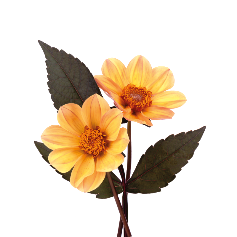 xαλί βινυλίου με λουλούδια διαρρύθμιση με ζωηρά άνθη - TenStickers