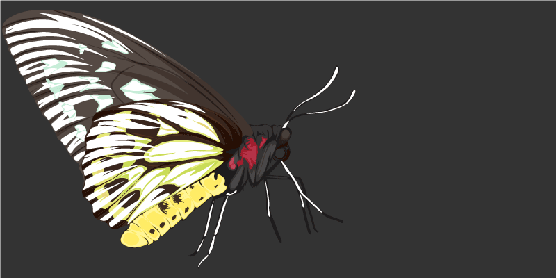 χαλί φύσης εικόνες πεταλούδας - TenStickers