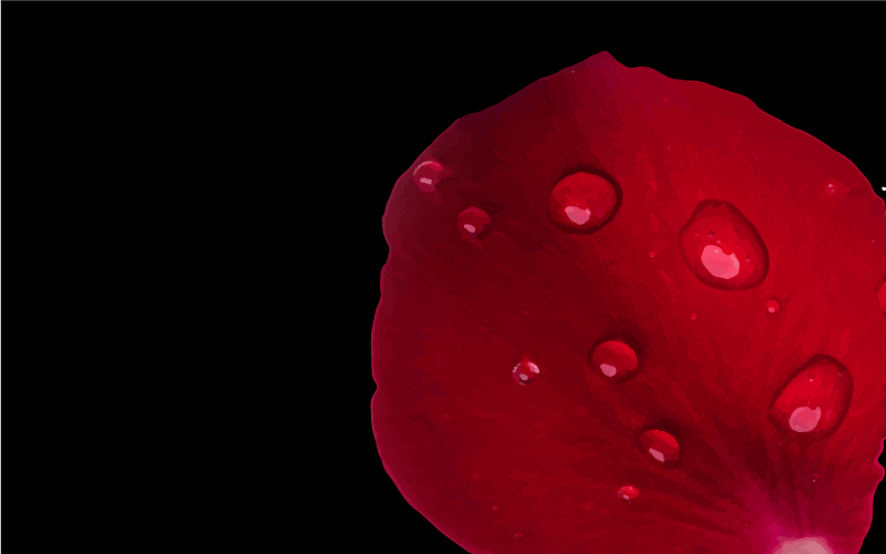 xαλί σαλονιού αίγλη με κόκκινα πέταλα - TenStickers