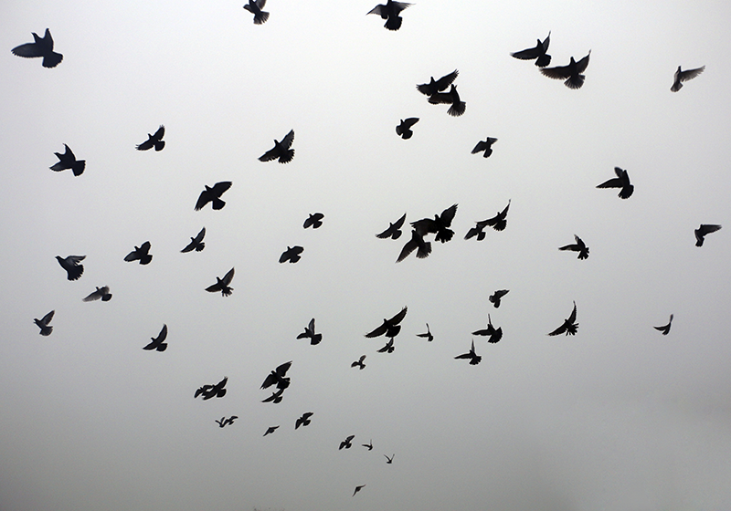 αισθητική εικόνα της κρεβατοκάμαρας πουλιών χαλί - TenStickers