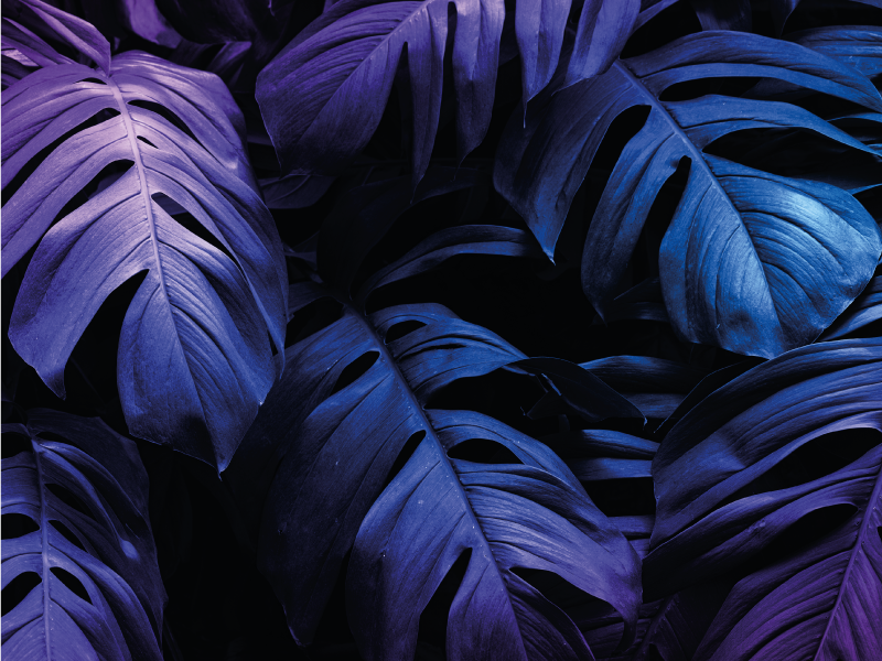 xαλί από βινύλιο με ανθοκομικά σχέδια σχέδιο τροπικών φύλλων - TenStickers