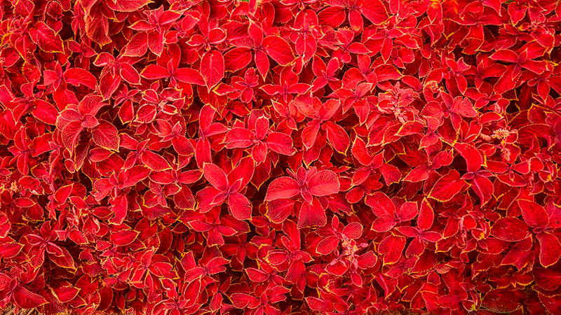 κόκκινο xαλί σχέδιο πετάλων - TenStickers