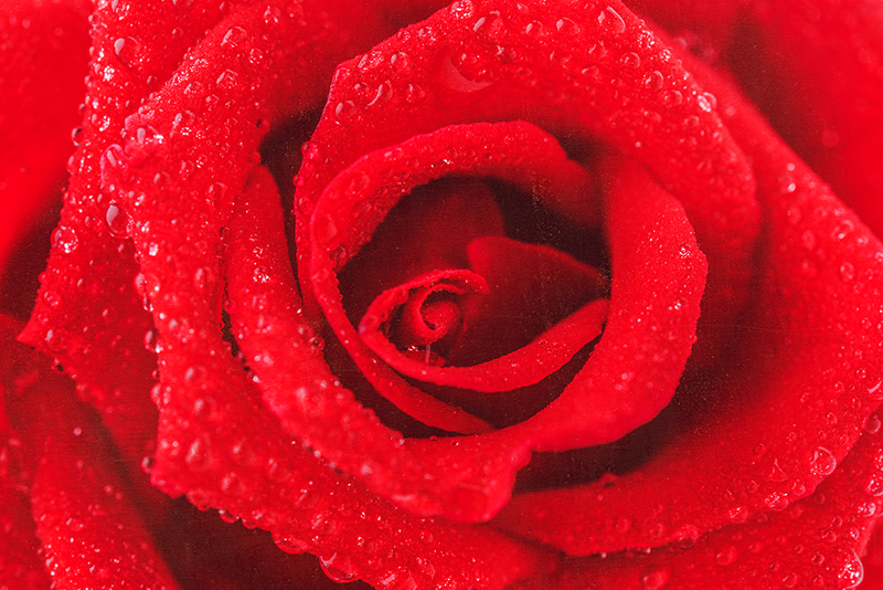 κόκκινο xαλί τριαντάφυλλο - TenStickers